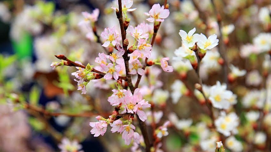 Japan cherry trees to bloom in Hanoi