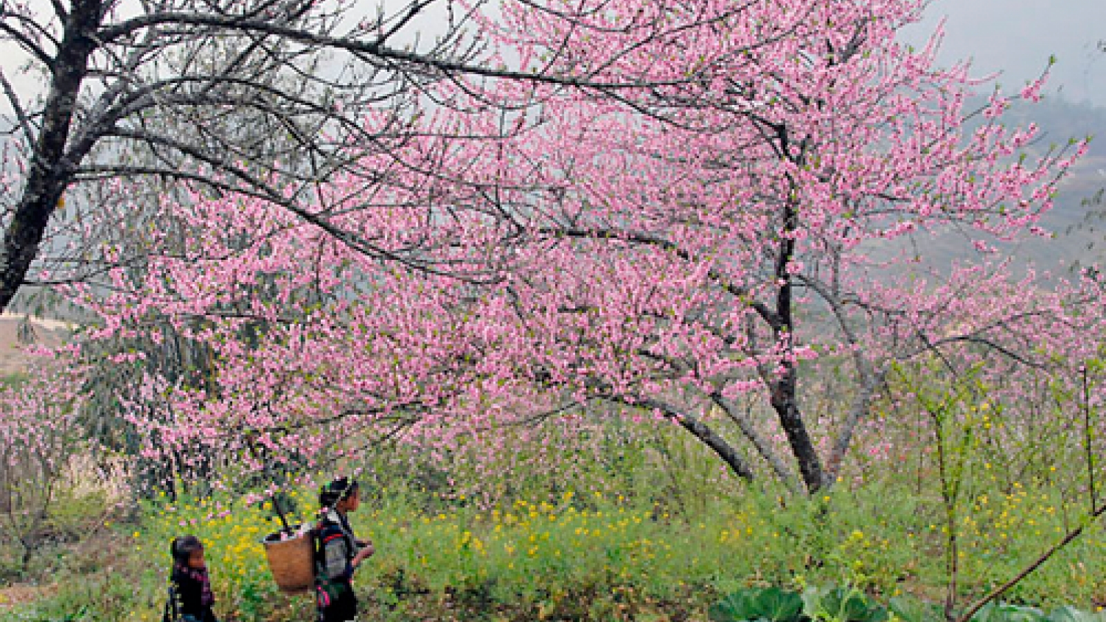 Sapa to plant 3,000 cherry trees in tourism push