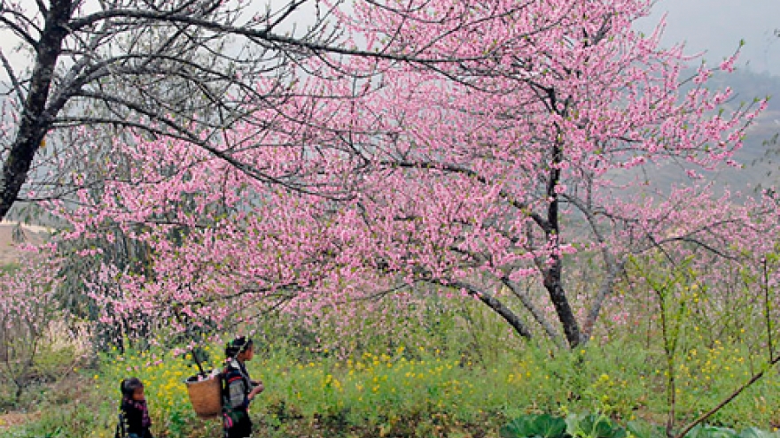 Sapa to plant 3,000 cherry trees in tourism push