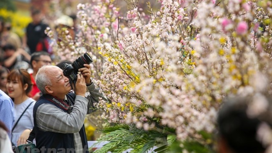Japanese cherry blossom festival in Hanoi extends to March 27