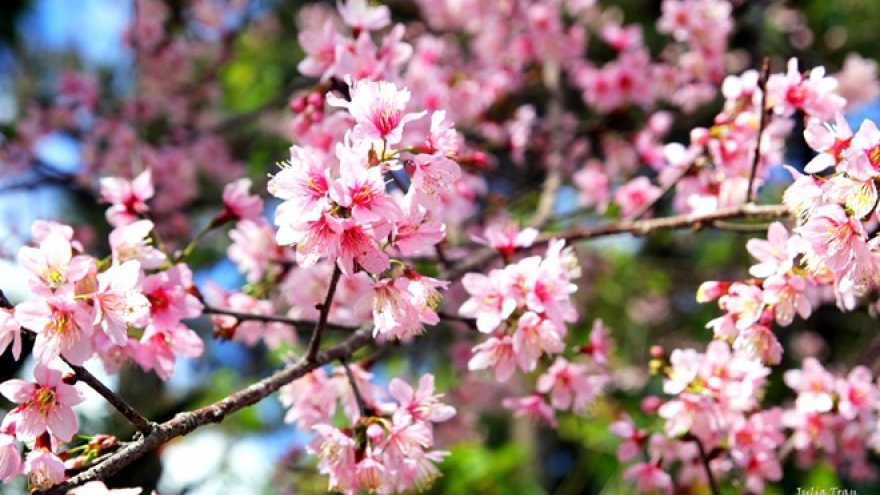 Stunning cherry blossoms in Da Lat