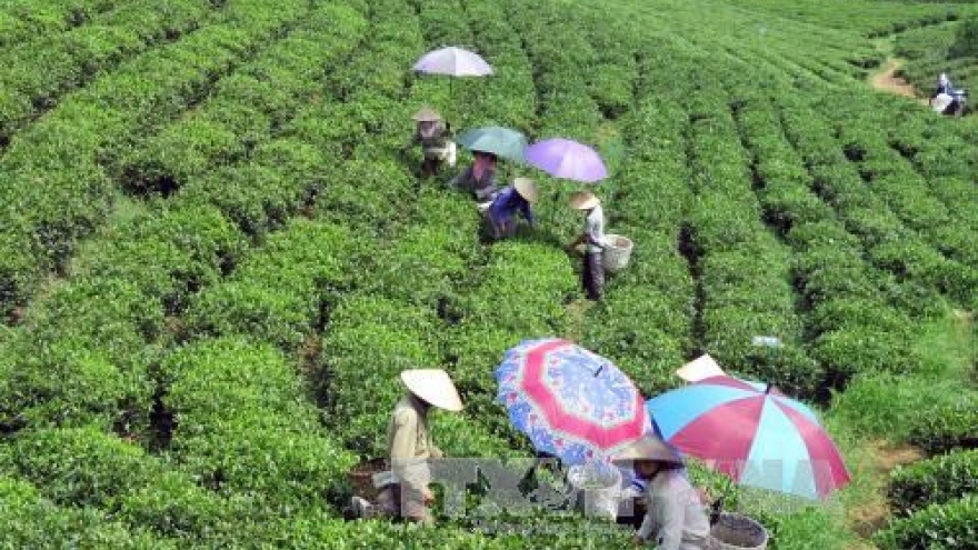 Vietnam’s five-month tea export sees strong growth