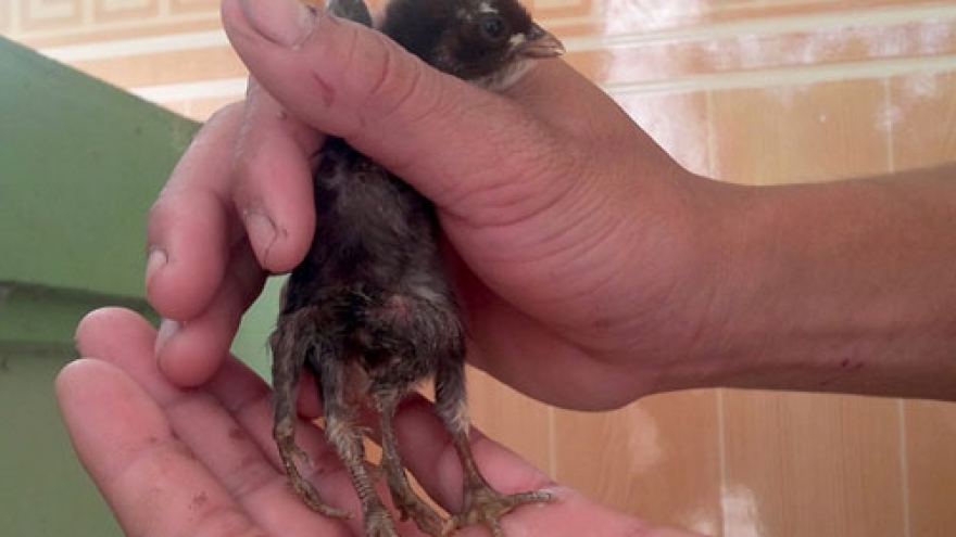 Chicken born with 4 legs in central Vietnam
