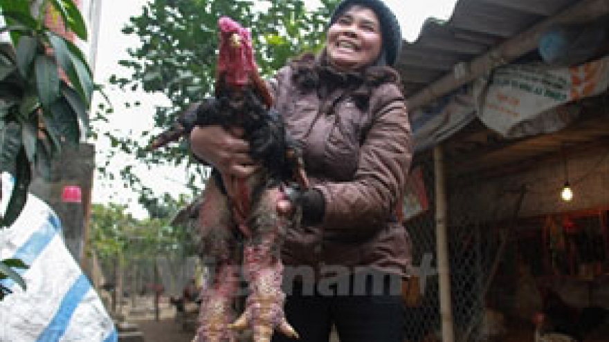 Emperor's chickens attract foreign interest