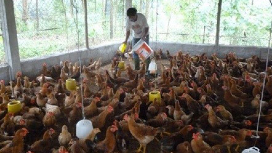 Chicken breeders suffer losses amid price drops