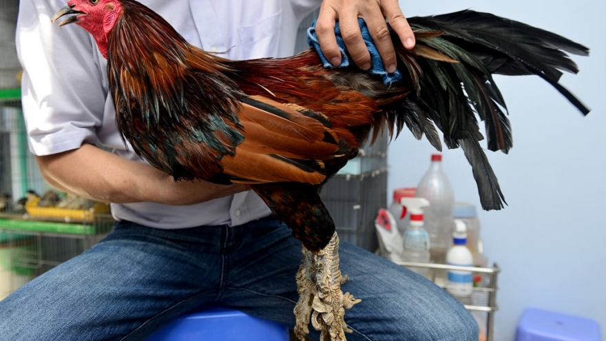 Farm of unique “dragon-scale” chickens in Saigon