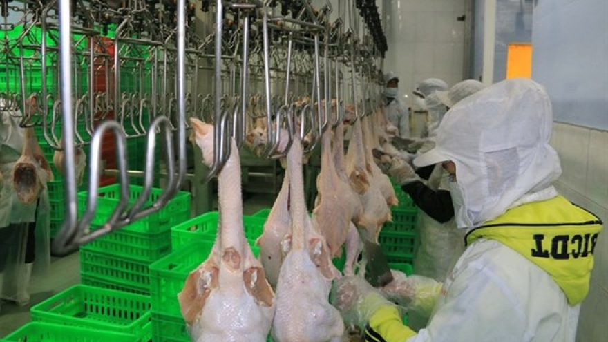 Vietnam’s chicken industry takes flight