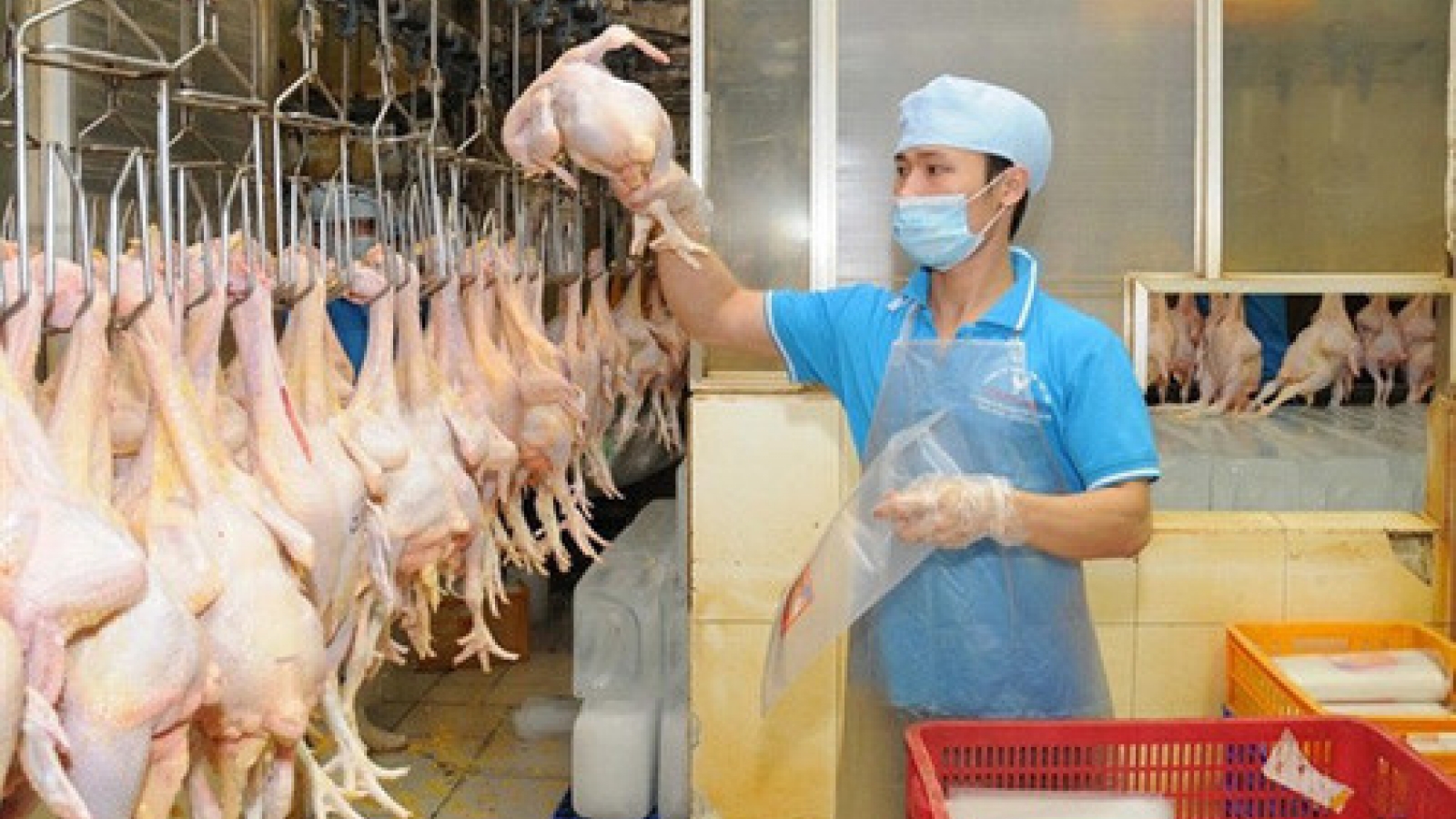 Brazil, US tainted poultry debacles open door for producers in Vietnam