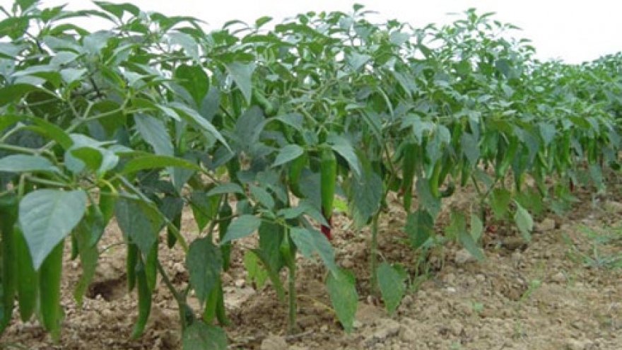 
        Korean CJ Group invests US$2.1 million in growing chilli in Vietnam
                              