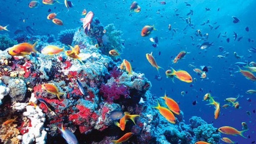Marine biodiversity conservation needs master plan