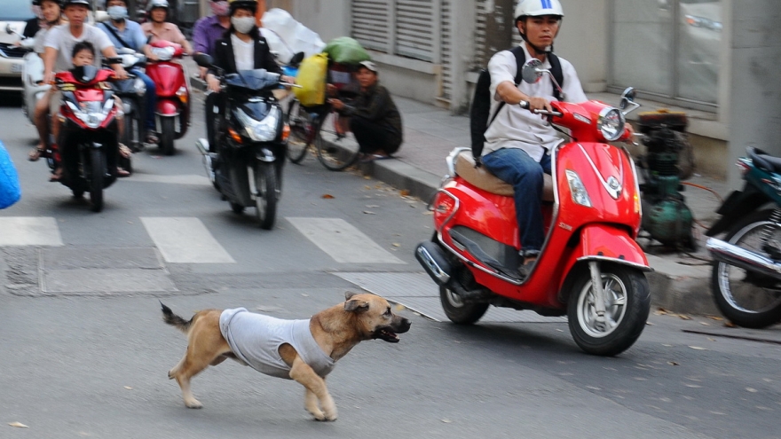 HCM City pet owners face fine, animal impoundment if dogs run loose