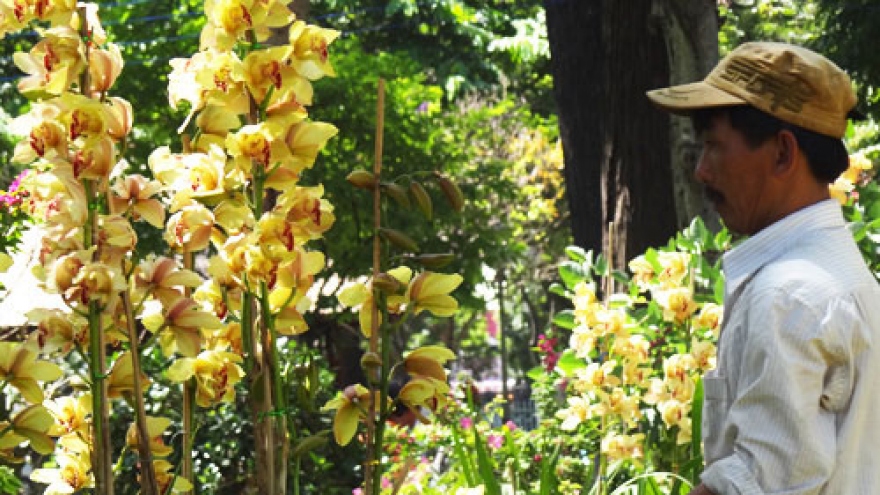 HCMC opens Tet flower markets