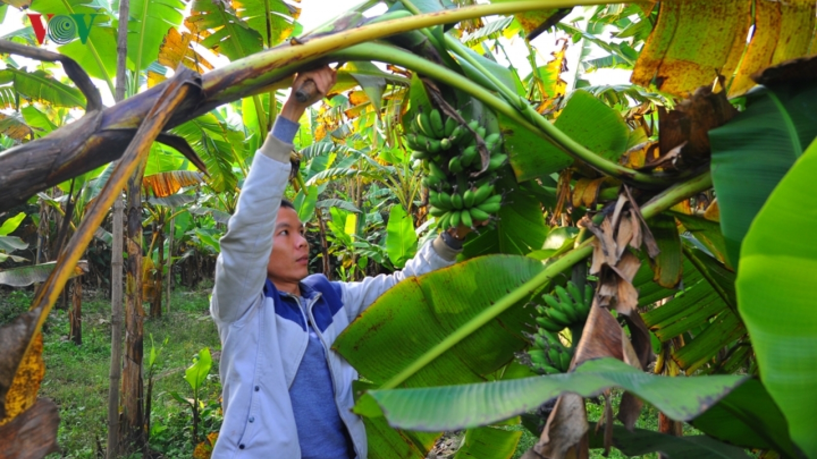 Dai Hoang bananas in high demand ahead of Tet