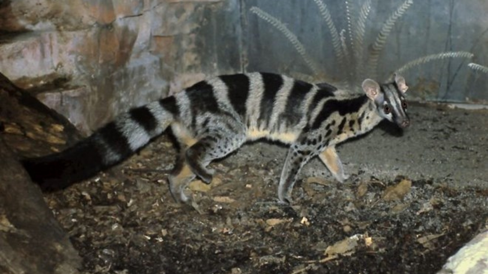 Rare civet finds home in Cuc Phuong national park