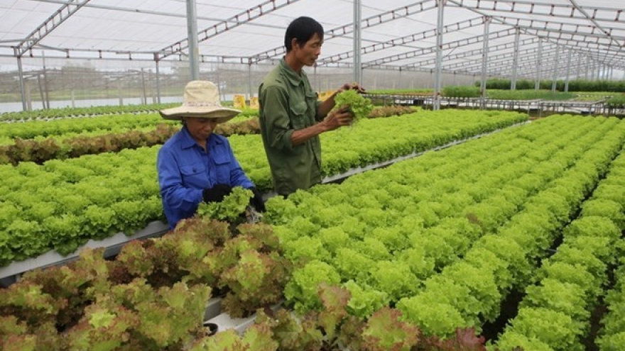 Vietnam exports clean vegetable farming technology to Singapore