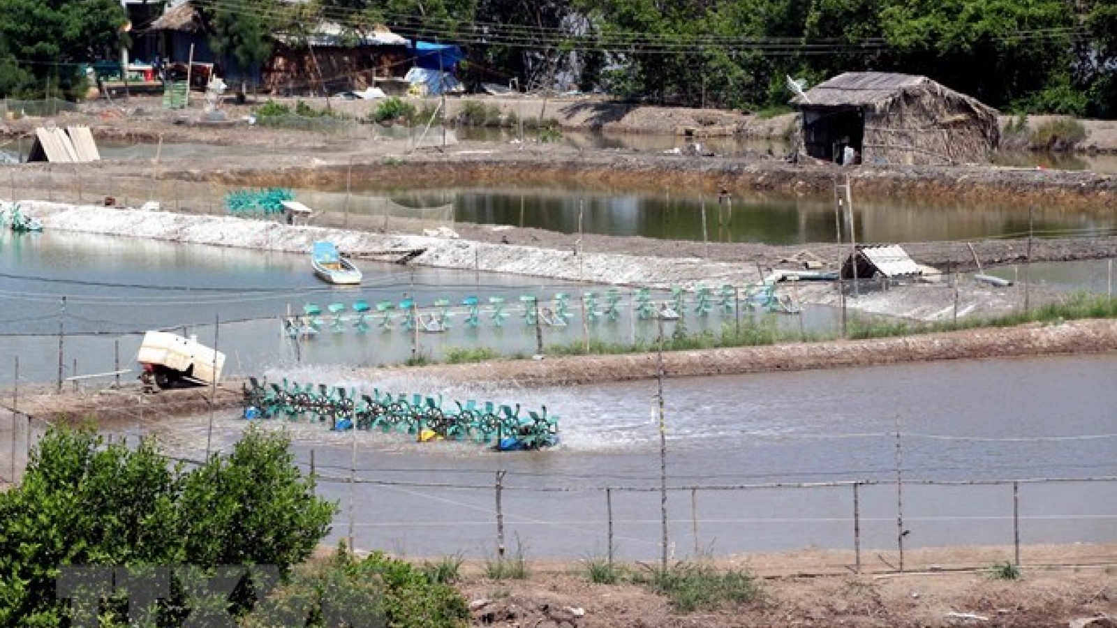 Tra Vinh: AMD project helps farmers adapt to climate change