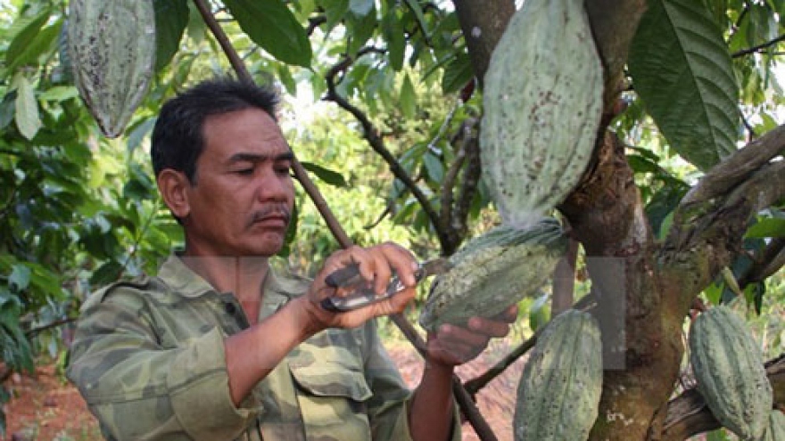 Dong Nai company exports cocoa to RoK, Japan