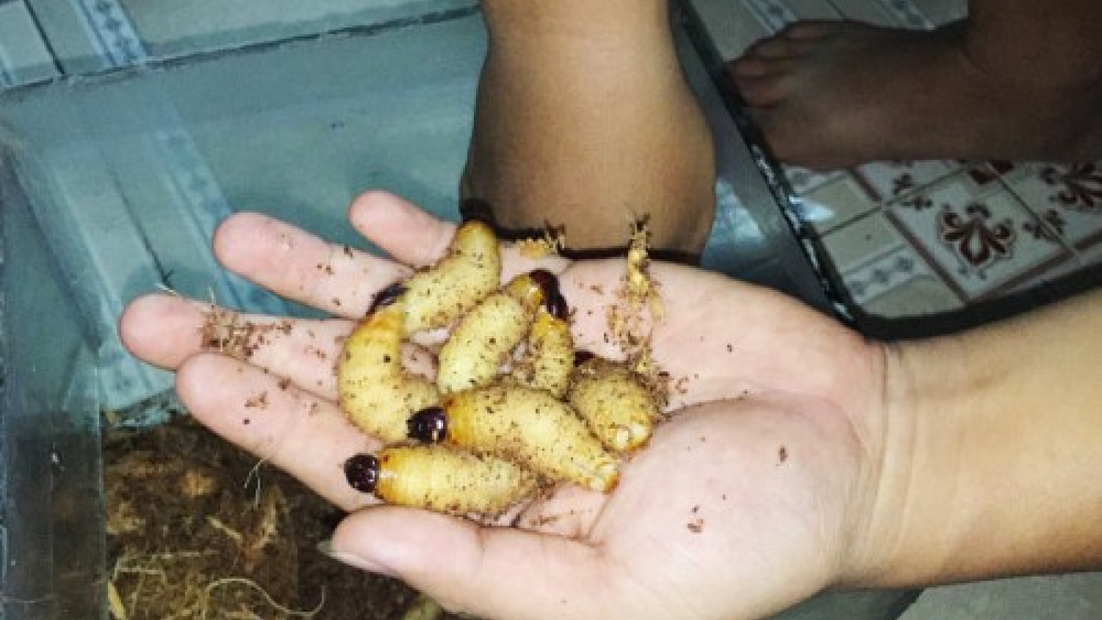In Vietnam, coconut worms still sold openly despite ban