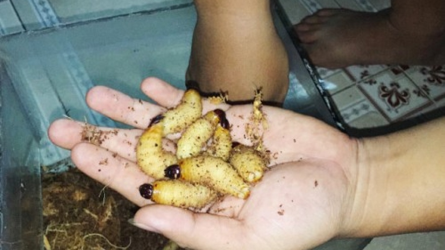 In Vietnam, coconut worms still sold openly despite ban