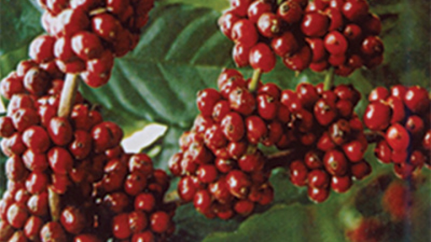 
        Coffee industry aims to increase added value
                              