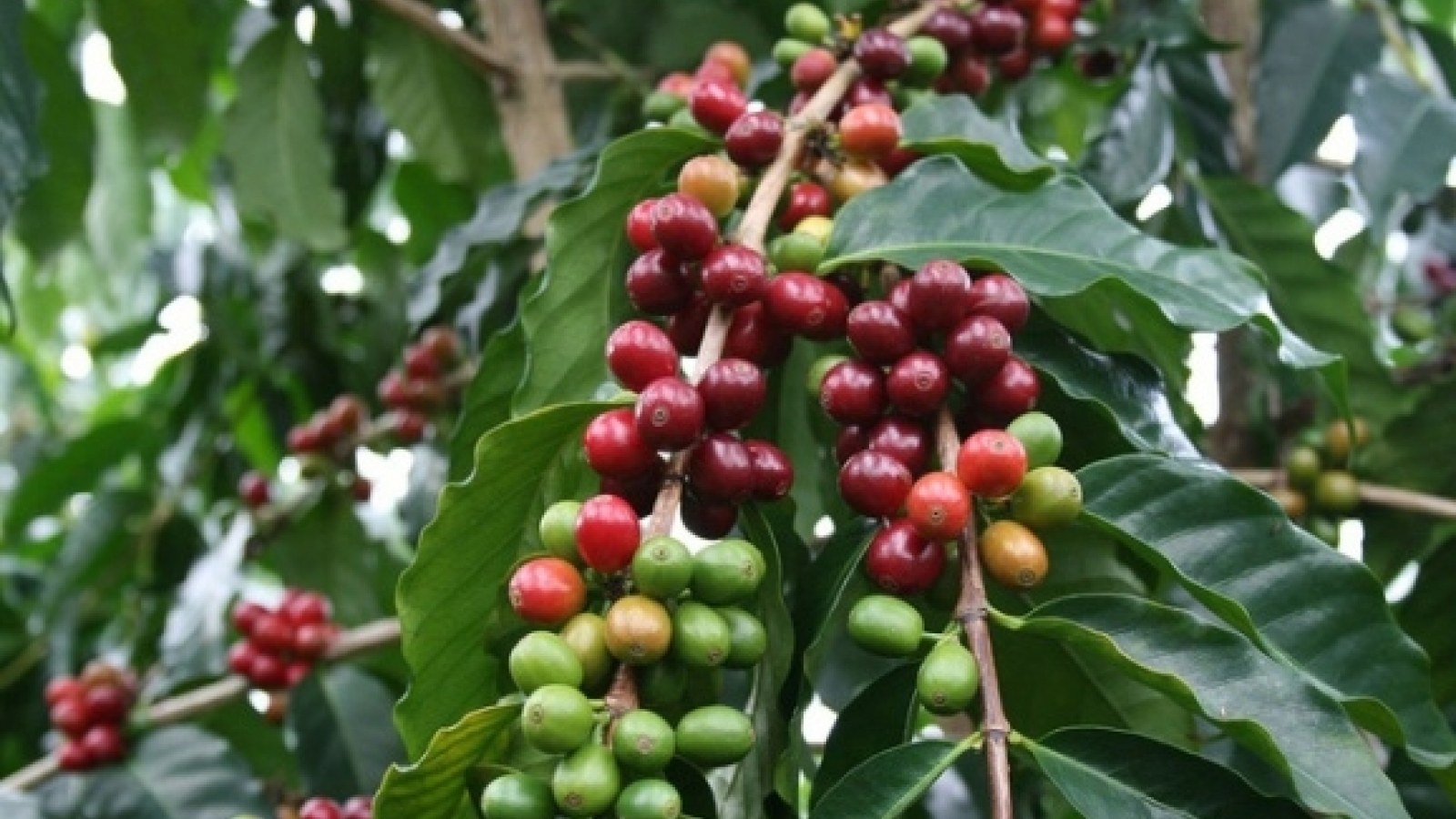Vietnam’s exports to Algeria decline over five-month period