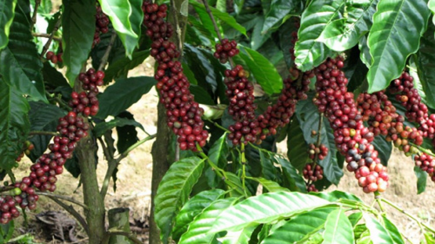 Coffee export earnings to hit US$3 billion