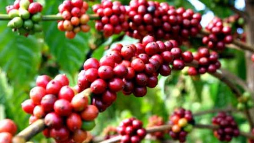 Coffee prices continue to rise