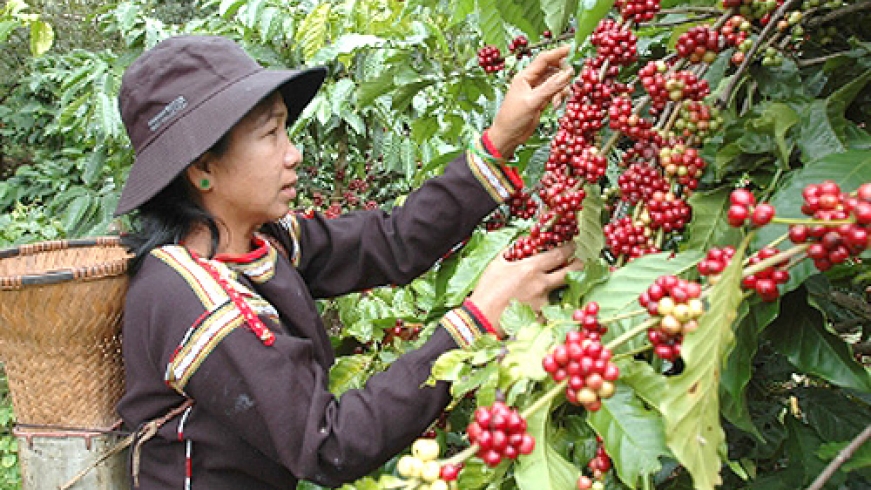 Vietnam ascending to world’s largest coffee exporter