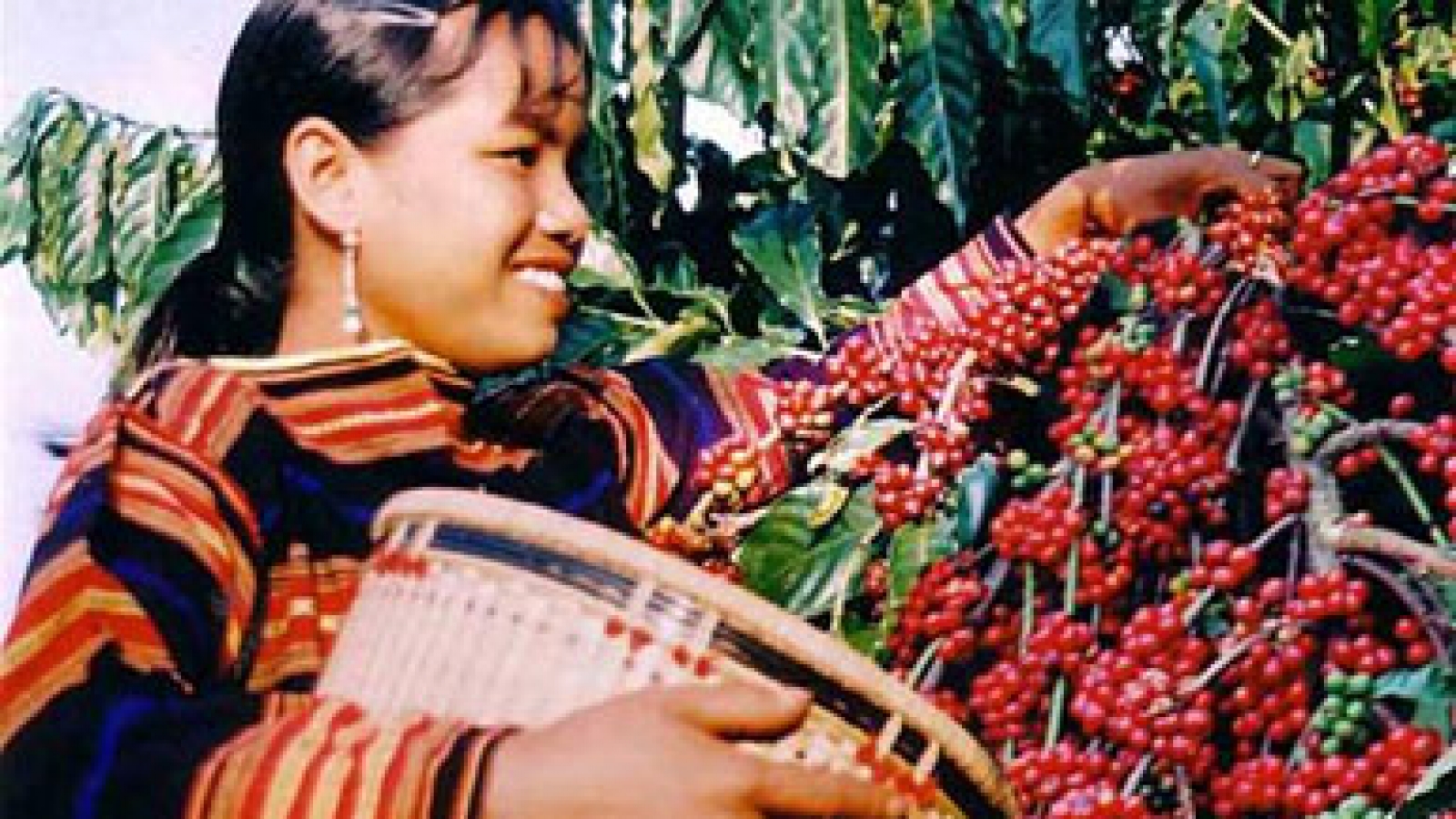 Dak Lak coffee available in 80 markets overseas