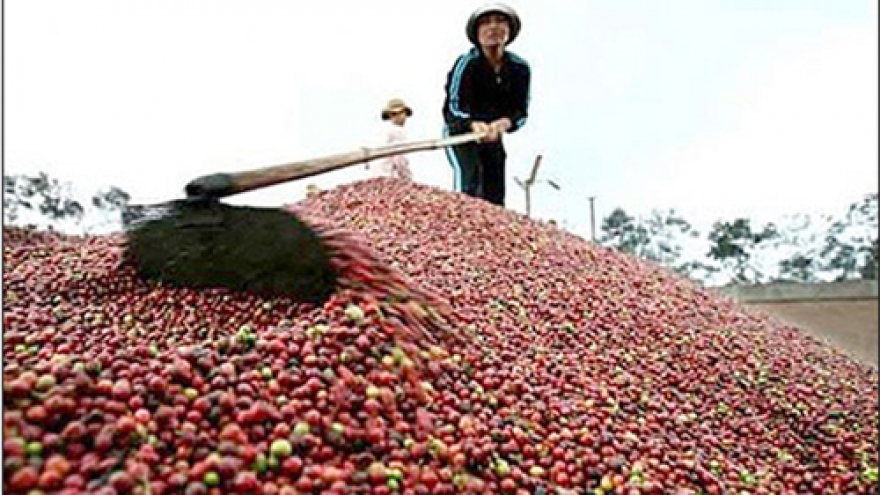 Buon Ma Thuot coffee registers geographical indication in EU