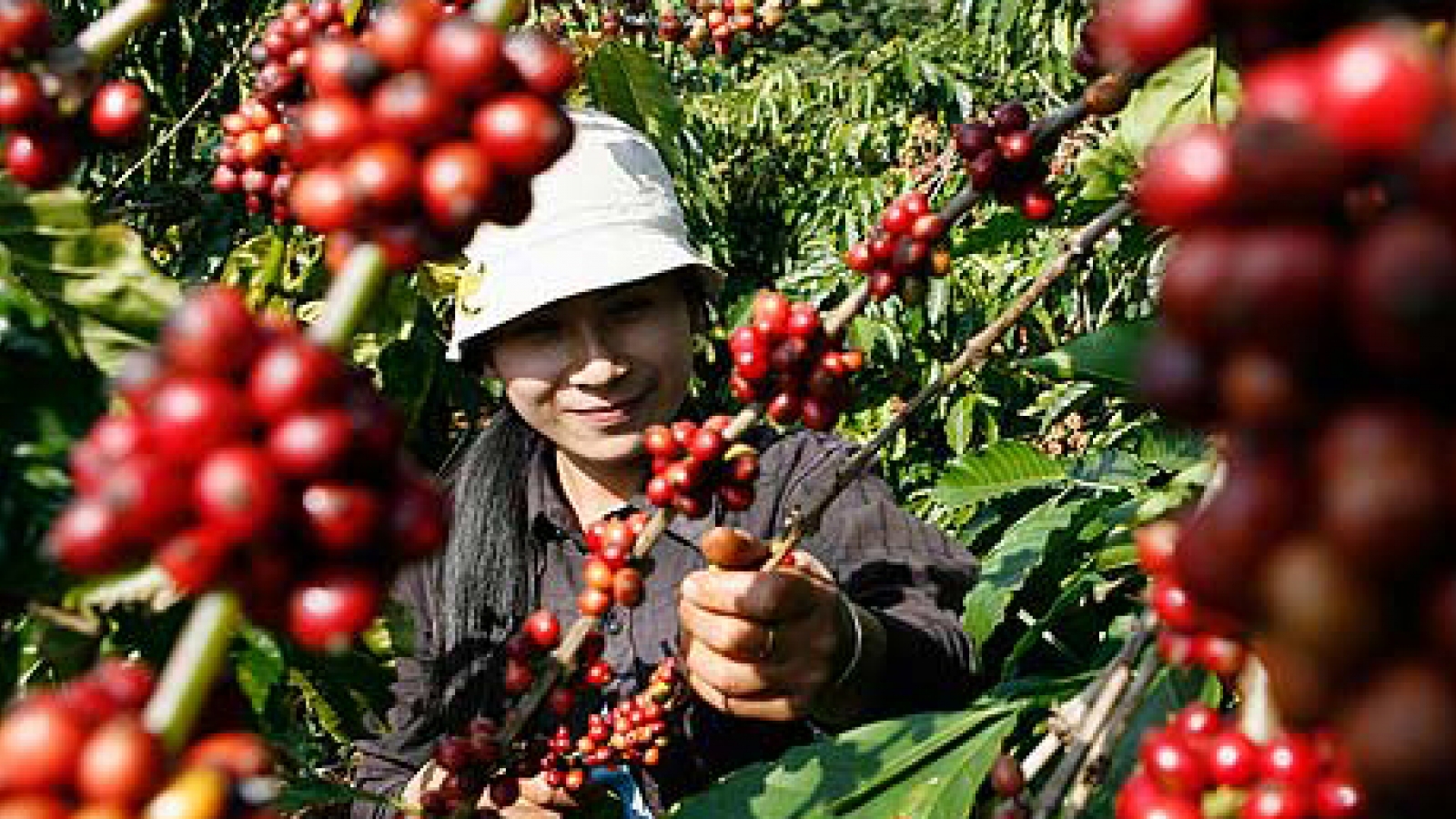 Coffee exports end 2014 on high note 