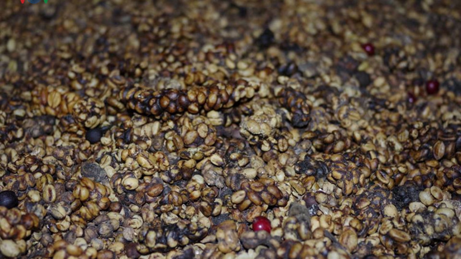 Weasel coffee making process in Da Lat