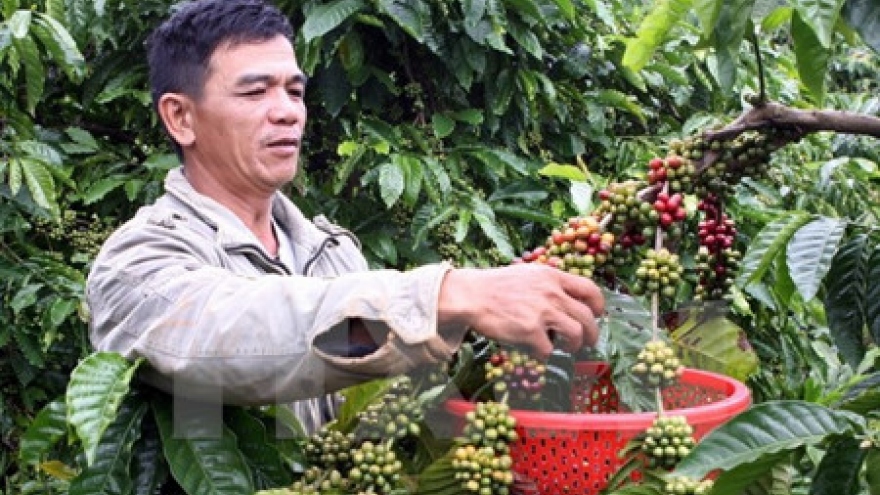 Developing coffee zones in Dak Lak province