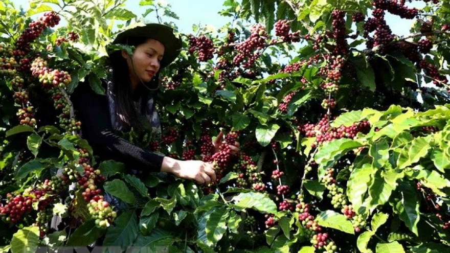 Vietnam exports 3.5 billion USD worth of coffee in 2018