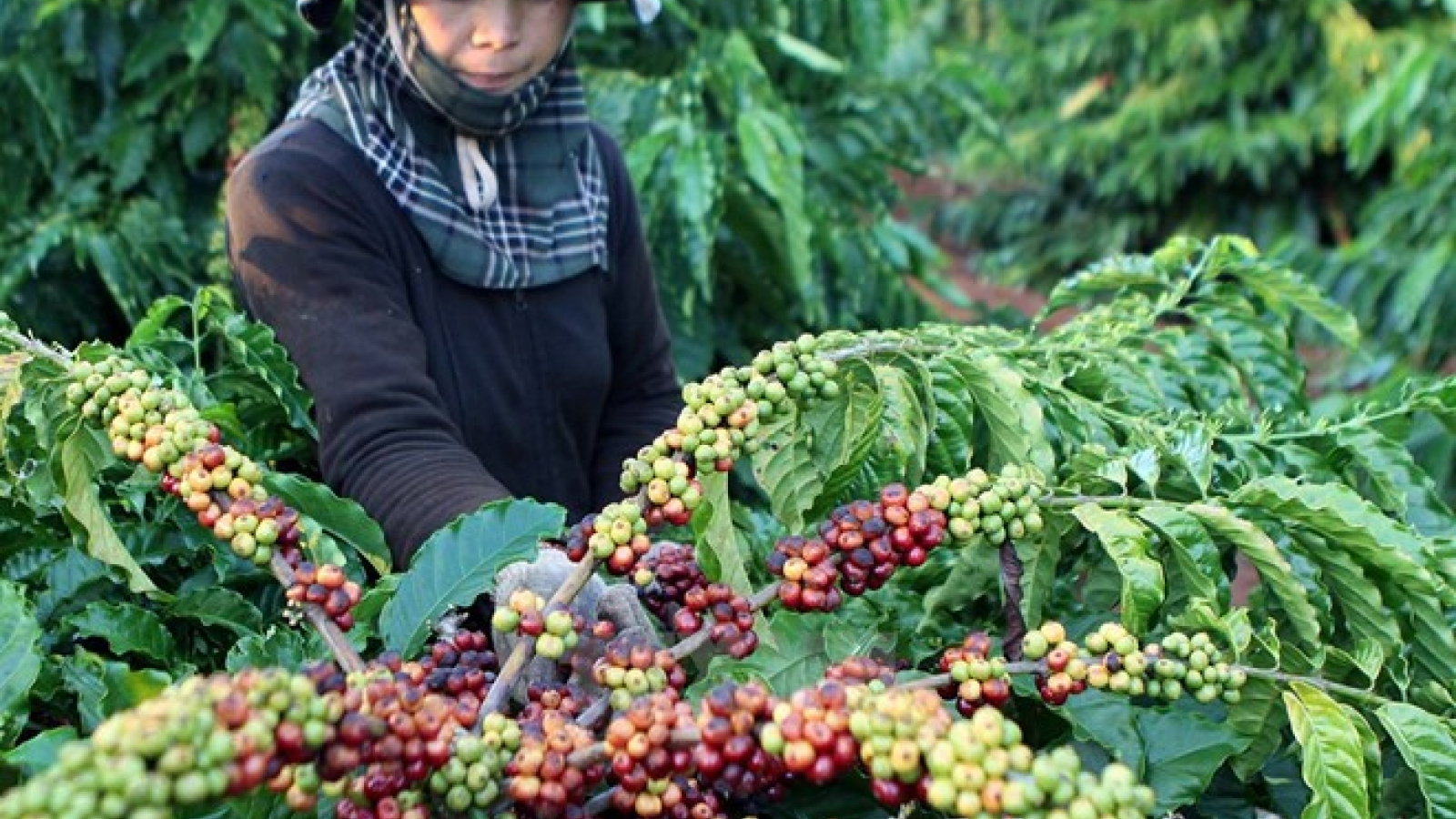 Central Highlands develops long-term industrial crops