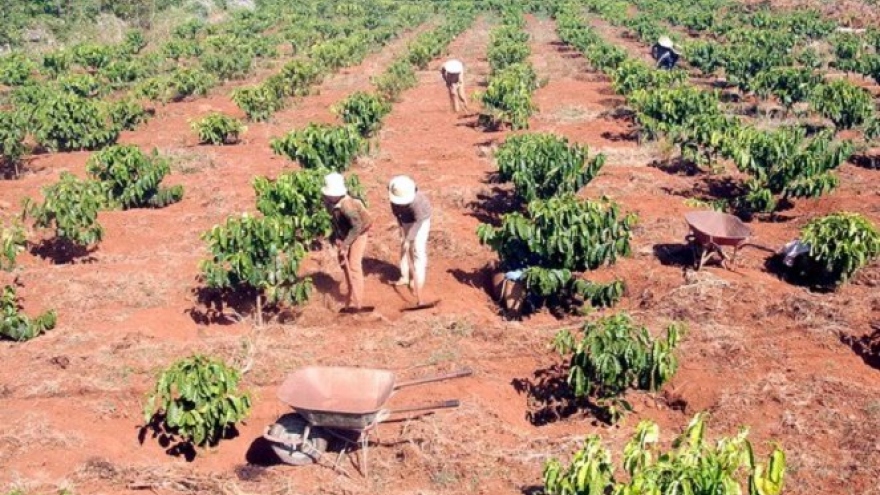 Worst drought in 30 years strikes Vietnam coffee