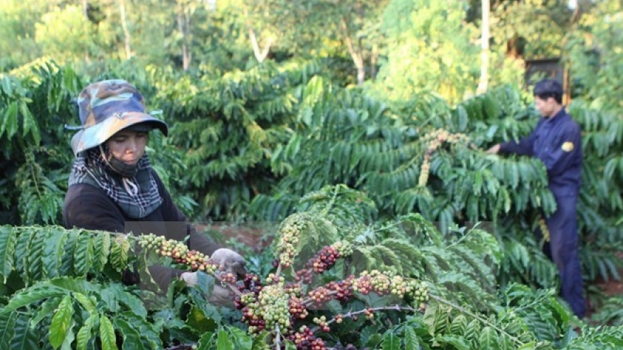 Vietnam, Indonesia step up cooperation in coffee sector