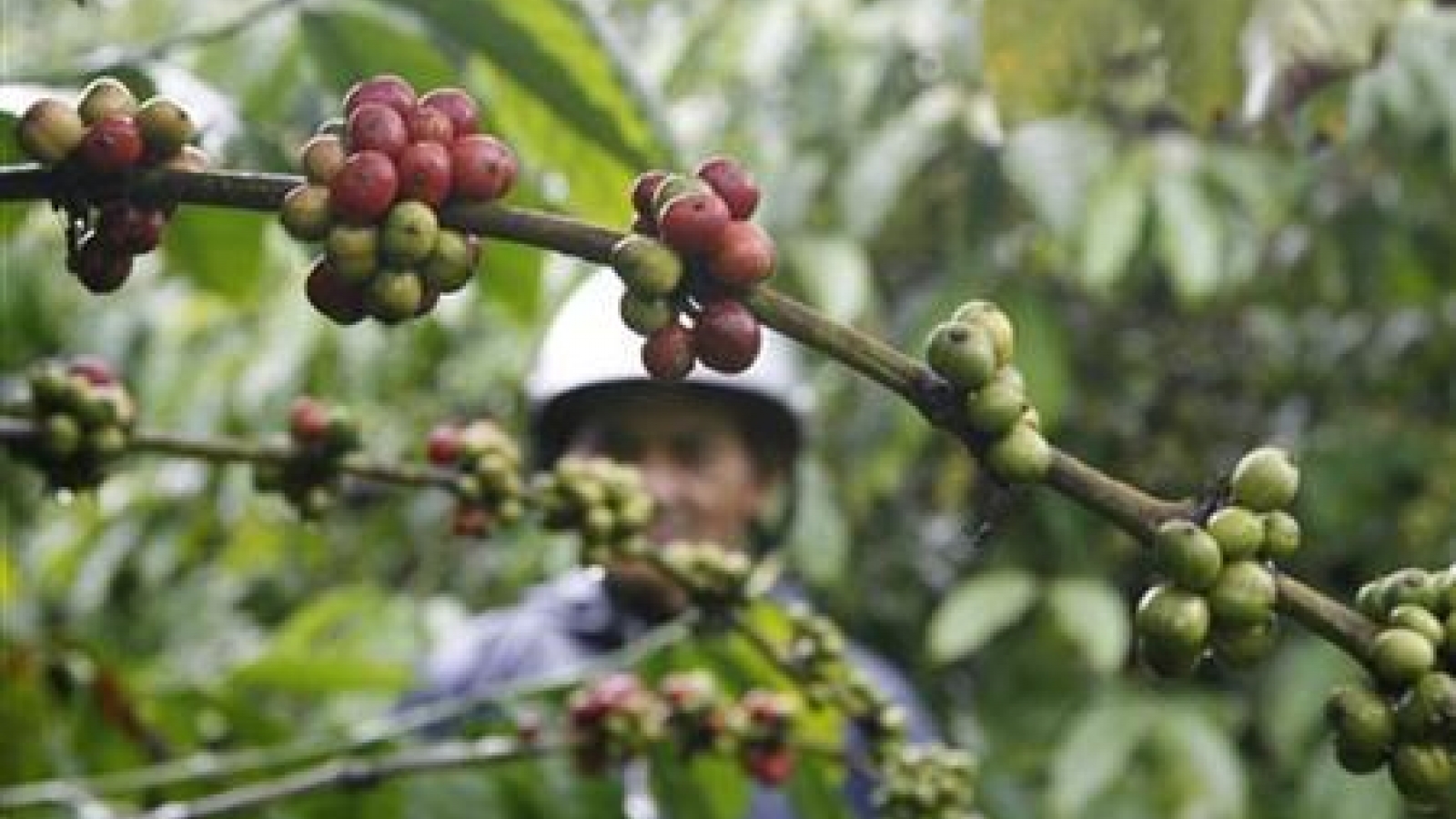 Asia Coffee-Markets quiet; premiums edge lower in Vietnam