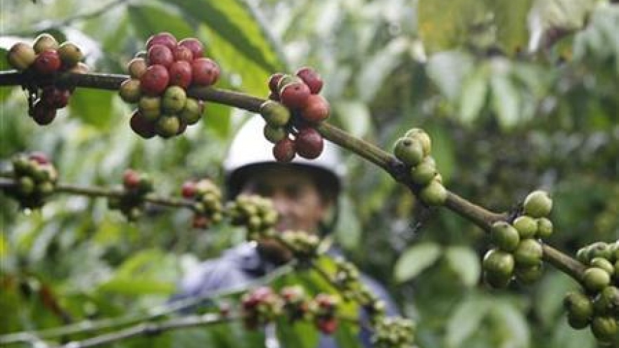 Asia Coffee-Markets quiet; premiums edge lower in Vietnam