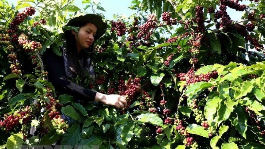 Vietnam supplies one quarter of Japan’s coffee import