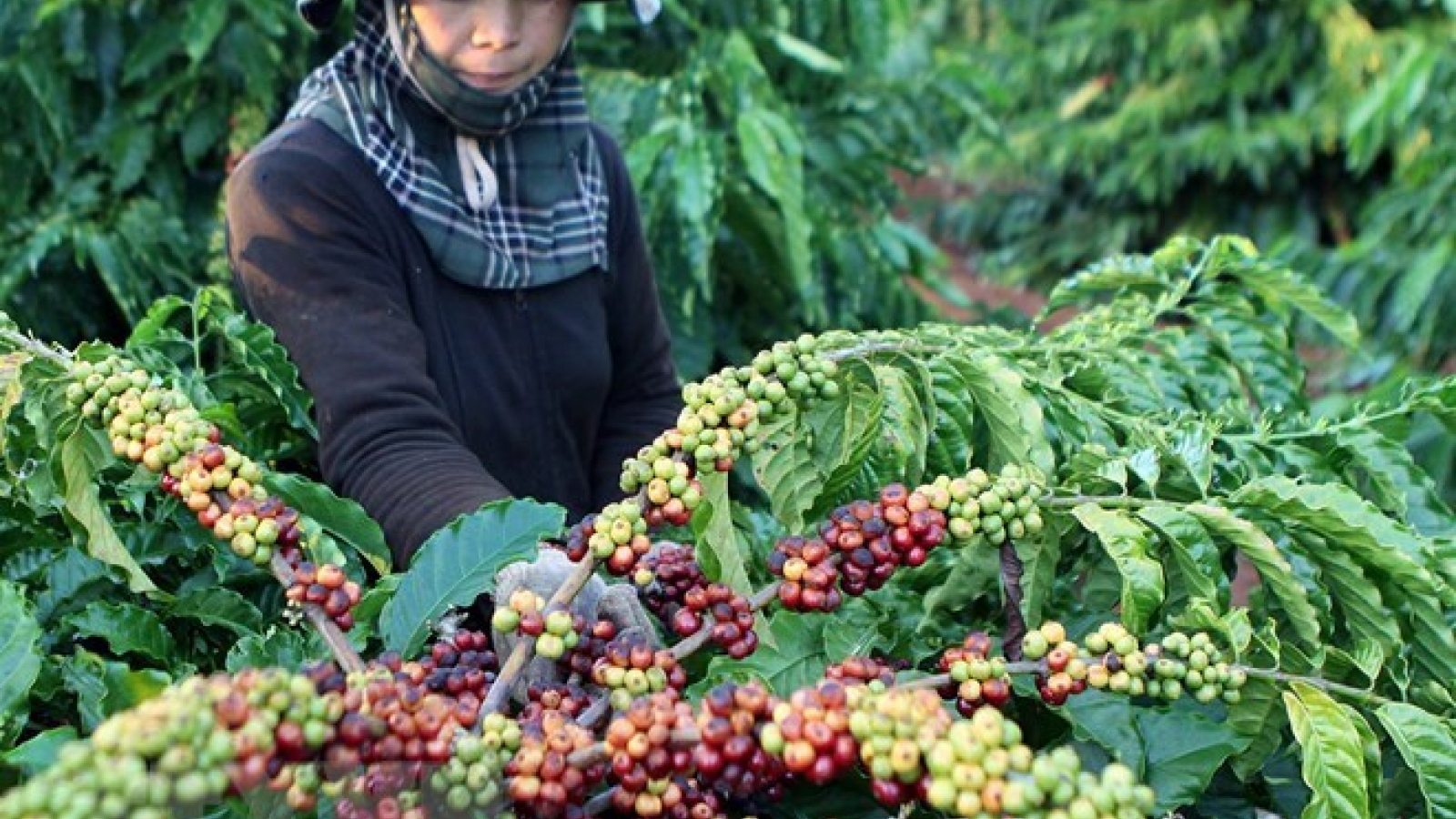 Vietnam’s coffee exports jump to record high of 1.8 million tonnes