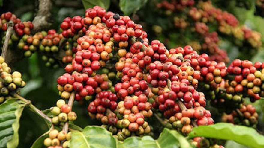 Coffee supply in Vietnam hits 3-year low