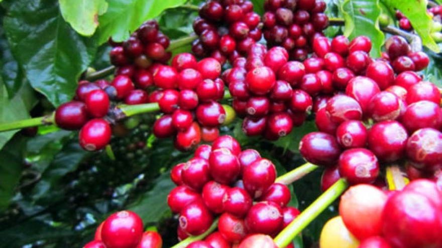 Coffee exports reduce in volume but grow in value