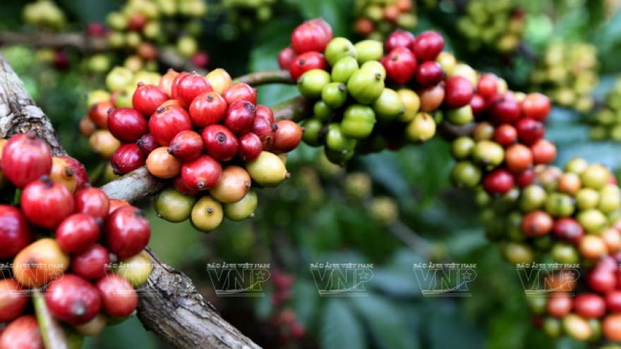 Italian coffee producers highly evaluate Vietnamese coffee beans
