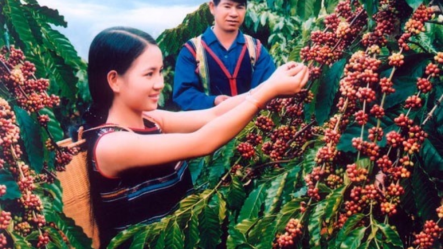 Coffee export reaches 1.79 million tonnes in 2016