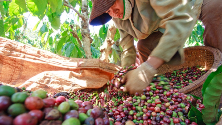 Coffee export growth beyond expectations