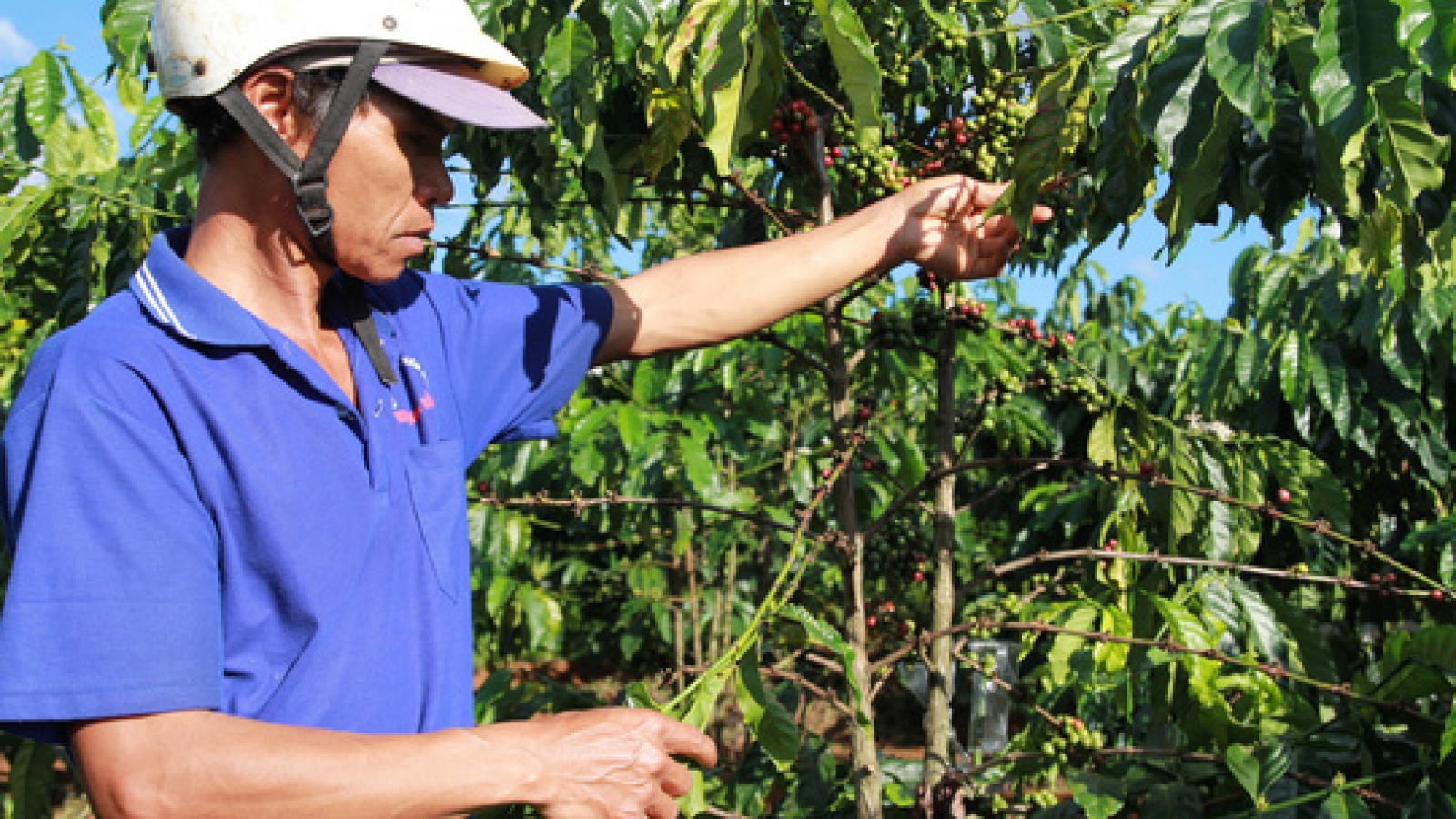 Coffee bean theft rampant in central highlands