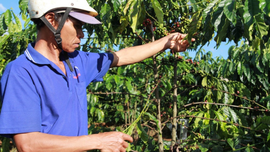 Coffee bean theft rampant in central highlands