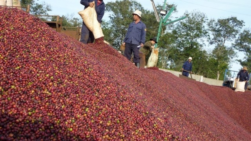 Coffee exports rise, but value stagnates