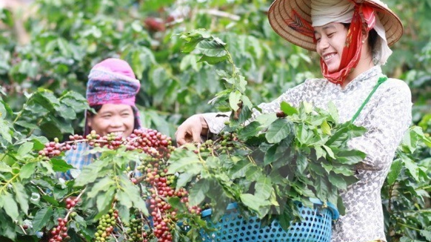 Central Highlands: high coffee prices offset declining output
